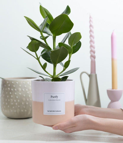 Clusia Rosea Gift "Purify" WITH GREETING CARD! - Ø12cm - ↕30cm