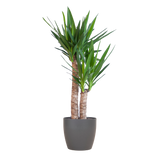 Yucca Elephantipes avec Viber noir - 90cm - Ø21