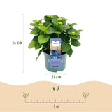 Hortensia - Hydrangea Magical Revolution Blue - Blauw - 6-10 Bloemen - Pot 23cm Hoogte 55cm