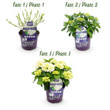 Hortensia - Hydrangea Forever & Ever - Wit - 7-12 Bloemen - Pot 23cm Hoogte 55cm