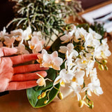 Kolibri Orchids | Witte Phalaenopsis Orchidee - Botanic Nazaré in Melody Sierpot - Ø9 cm