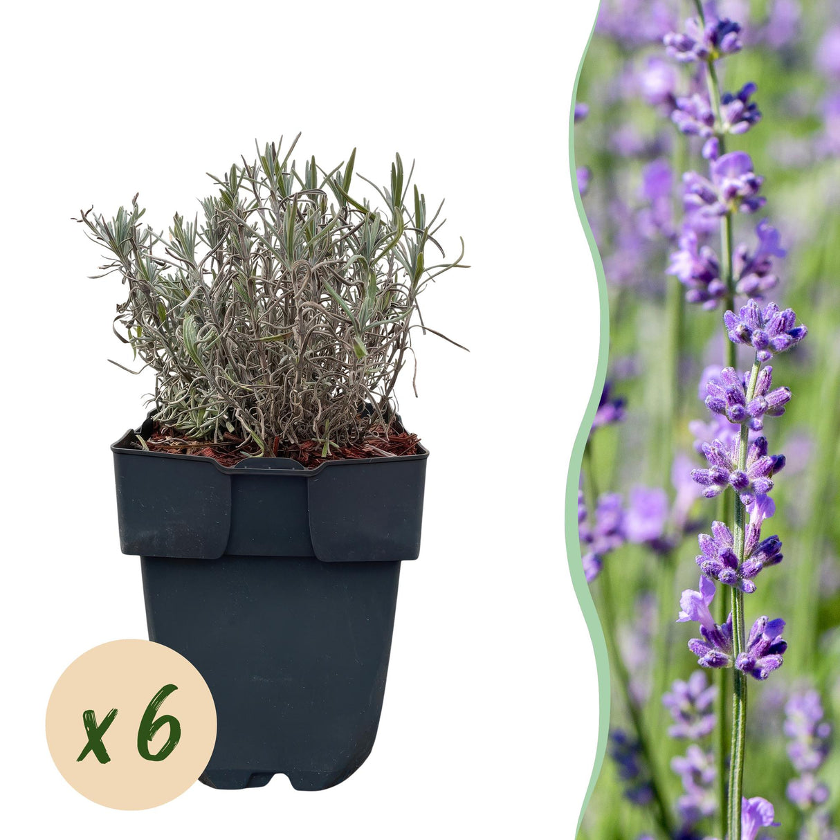 Green boutiQ - Haagplanten - Lavandula angustifolia Hidcote -  blad grijs - 6 planten - 1 strekkende meter - groenblijvend - pot 17cm hoogte 30cm