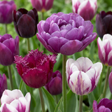 24x Tulipa Blueberry mix - Bosaardbeien mengsel tulp - Diversen - Voorjaarsbloeier - Bolmaat 11/12