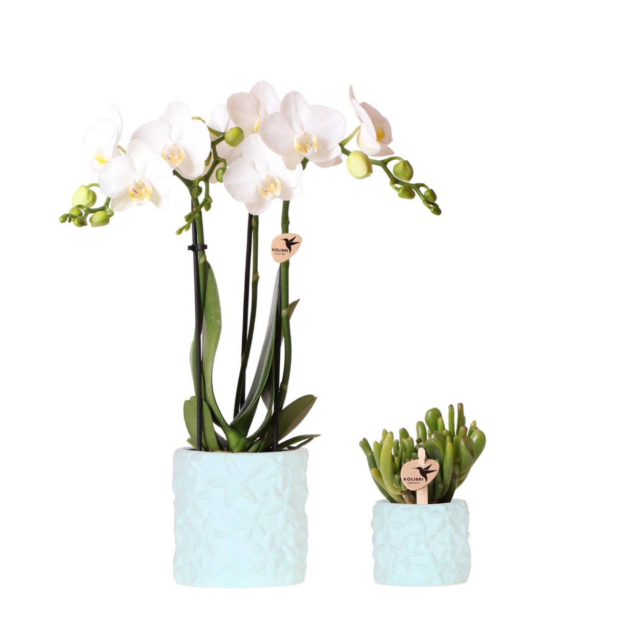 Kolibri Company | Plantenset Star Fish blauw | Witte Phalaenopsis Orchidee Amabilis en Succulent incl. keramieken sierpotten