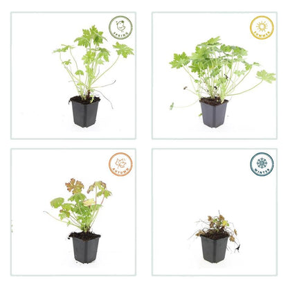 24x Geranium macrorrhizum - ↕10-25cm - Ø9cm