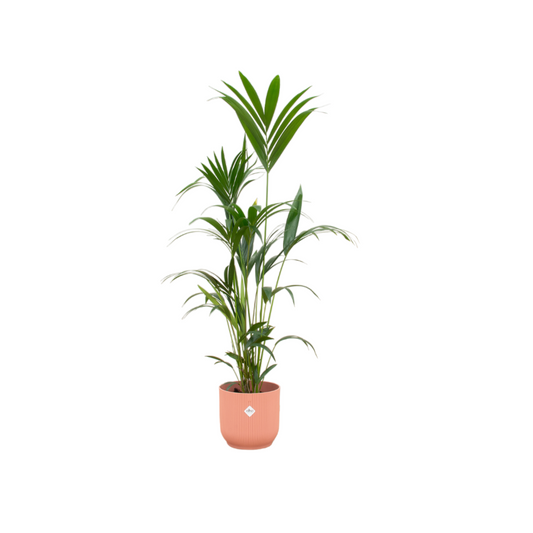 Kentia palm + Pot Roze  - ↕160cm - Ø30cm