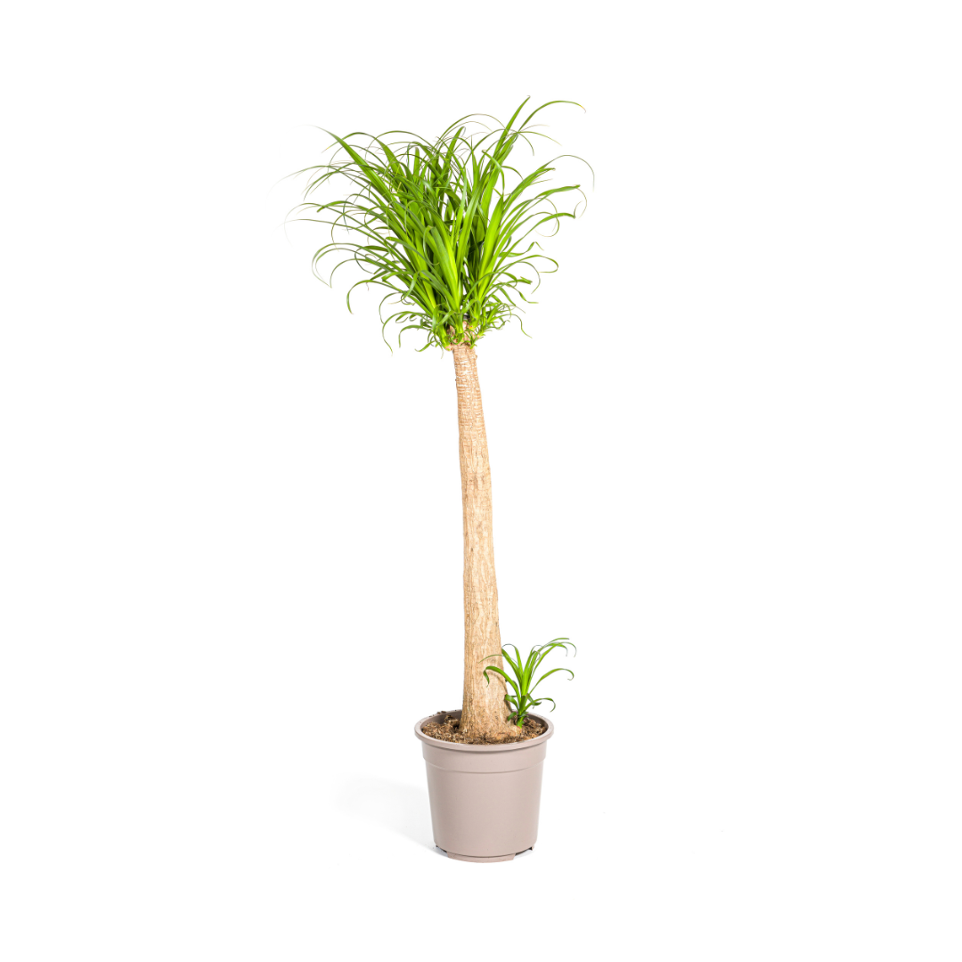 Olifantenpoot / Beaucarnea Recurvata Stam - ↕120cm - Ø27cm