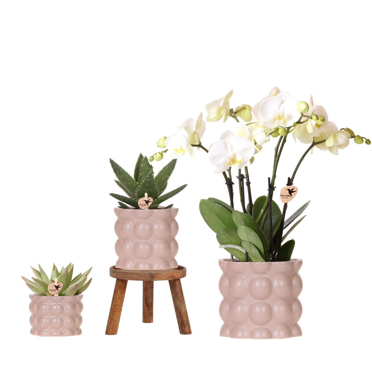 Kolibri Orchids | Plantenset Cotton zand | Groene planten met witte Phalaenopsis orchidee Ghent in keramieken sierpotten