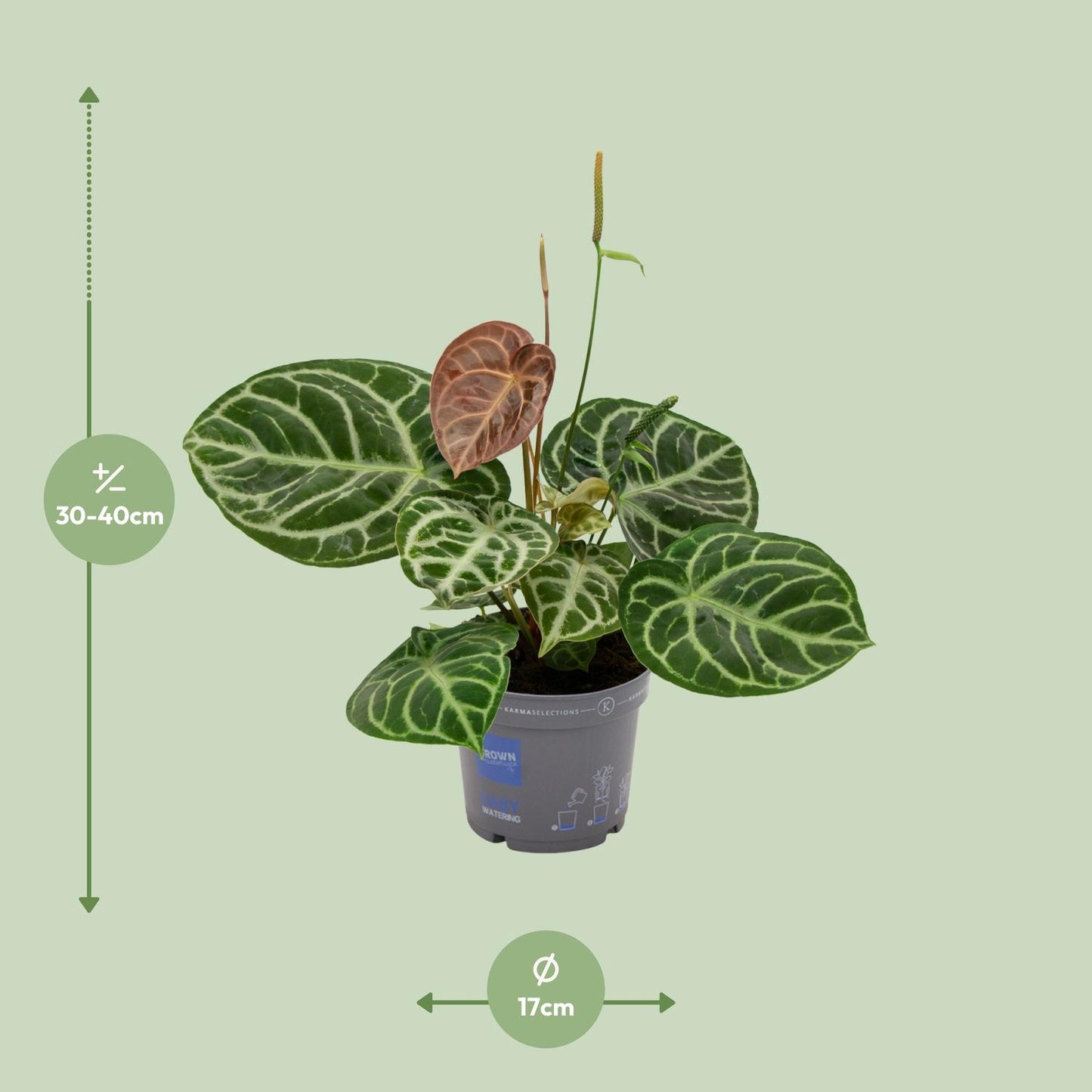 Flamingoplant / Anthurium – ↕40cm – ⌀17cm