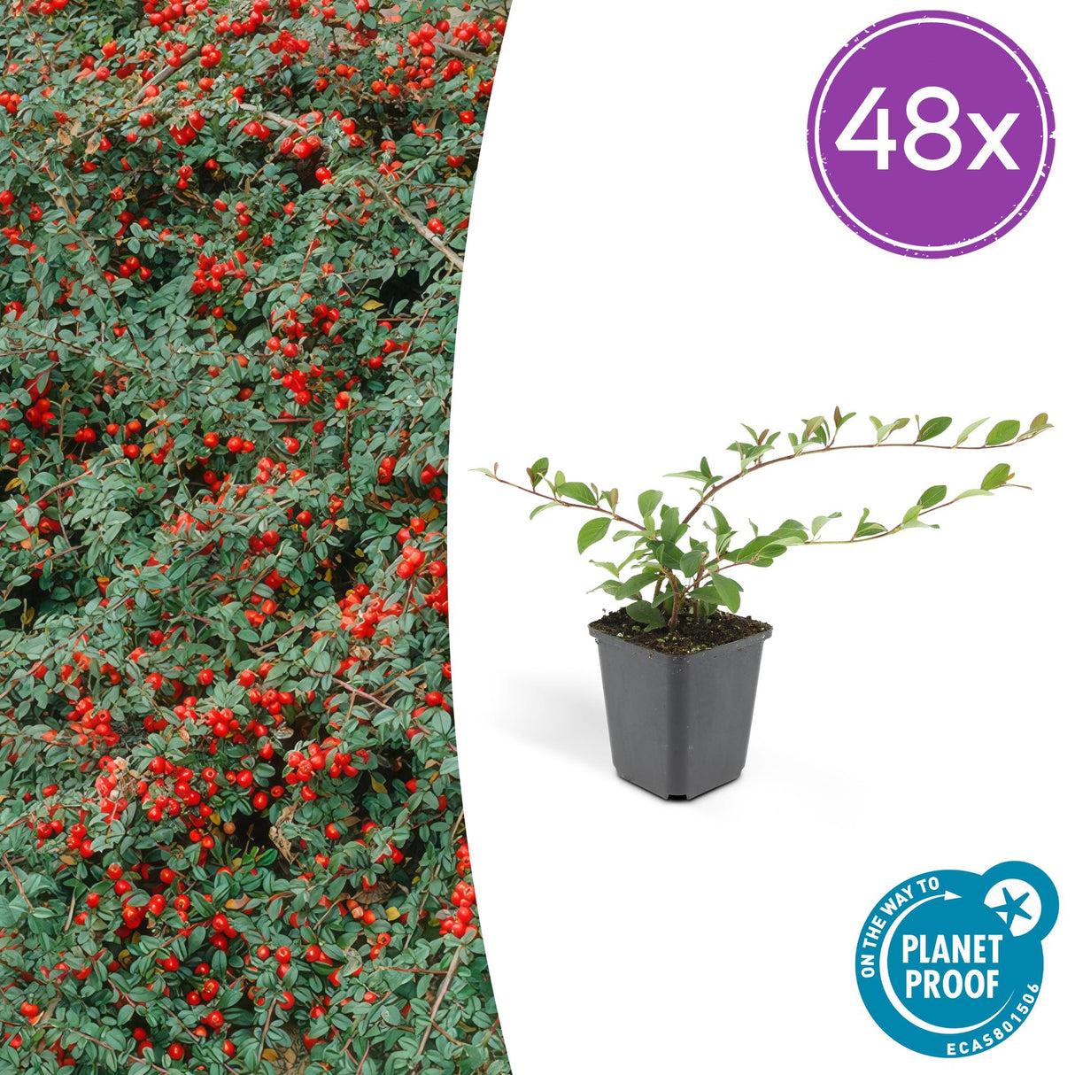 48x Cotoneaster dammeri - ↕10-25cm - Ø9cm