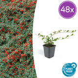 48x Cotoneaster dammeri - ↕10-25cm - Ø9cm