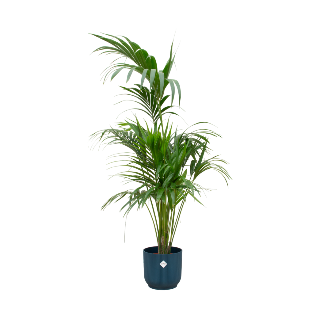 Kentia palm + Pot Blauw - ↕180cm - Ø30cm