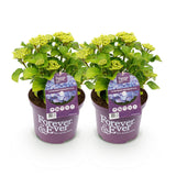Green boutiQ - Terrasplant - Hortensia - Hydrangea Forever & Ever - Blauw - 7-12 Bloemen - 2 Planten - Pot 23cm Hoogte 55cm
