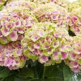 Green boutiQ - Terrasplant - Hortensia - Hydrangea Magical Jewel Pink - Roze - 6-10 Bloemen - 2 Planten - Pot 23cm Hoogte 55cm