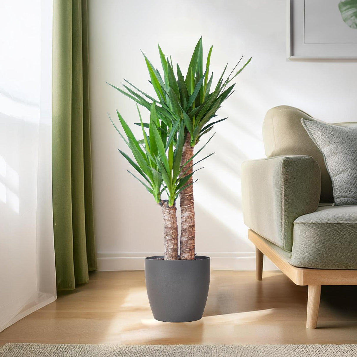 Yucca Elephantipes avec Viber noir - 90cm - Ø21
