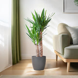 Yucca Elephantipes avec Viber noir - 90cm - Ø21