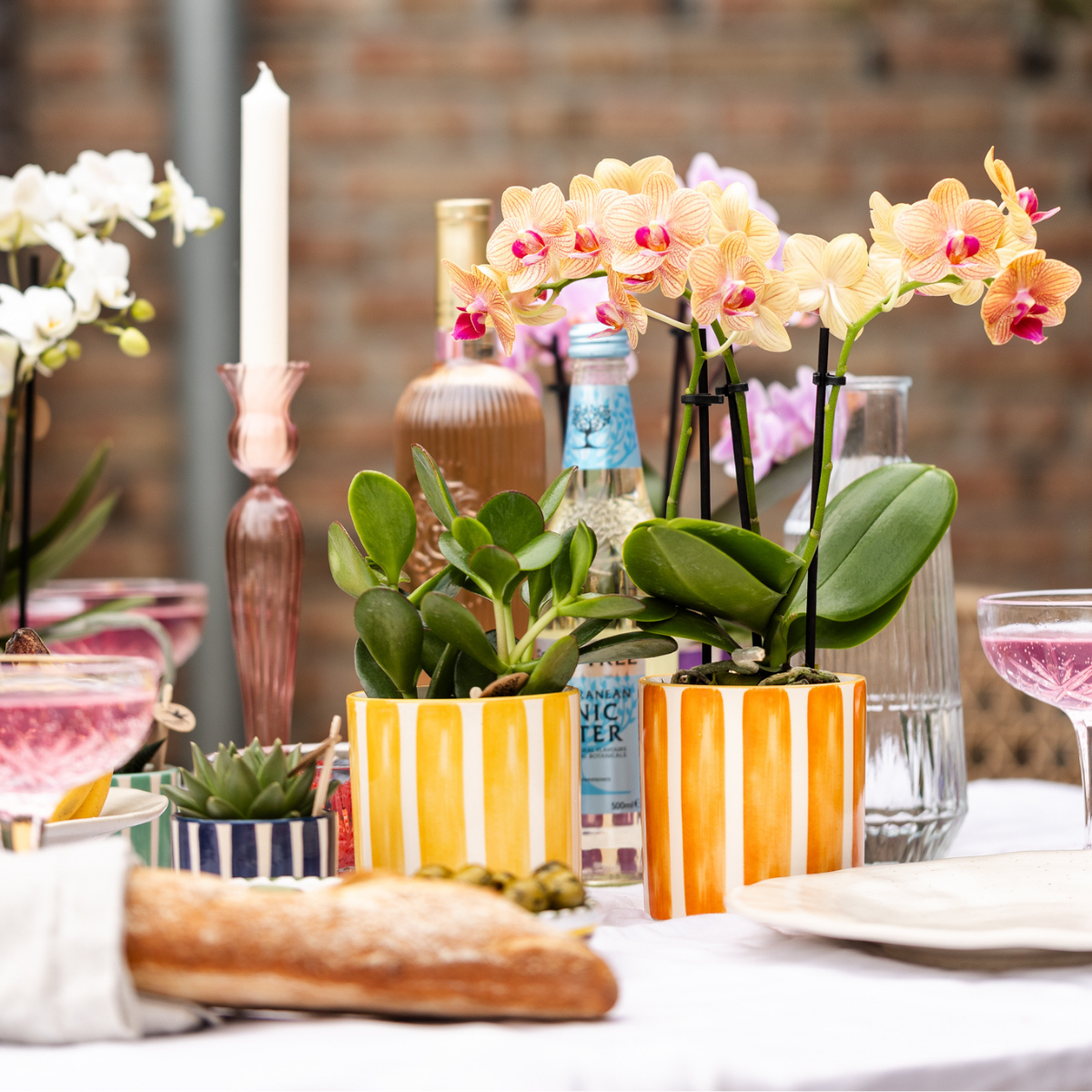 Kolibri Orchids | oranje Phalaenopsis orchidee potmaat Ø9cm | Jamaica | bloeiende kamerplant - vers van de kweker