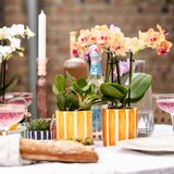 Kolibri Orchids | oranje Phalaenopsis orchidee potmaat Ø9cm | Jamaica | bloeiende kamerplant - vers van de kweker