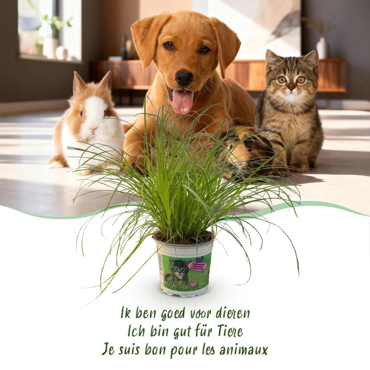 Cyperus alternifolius Zumula - Kattengras - Huisdiervriendelijke Plant - Groen - 4 Planten - met Potter Grijs - Pot 12cm - Hoogte 20cm