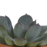 Vetplanten mix 5.5 cm - 5x - in terracotta pot