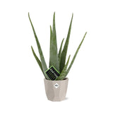 Aloe Vera 12cm in ELHO b.for rock 14 cm warm grey