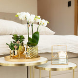 Kolibri Orchids | witte Phalaenopsis orchidee potmaat Ø9cm | Amabilis | bloeiende kamerplant - vers van de kweker