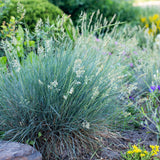 Green boutiQ - Siergrassen - Festuca glauca Intense Blue  - Blauw - 2 Planten - Bladhoudend - Weinig Onderhoud - Pot 17cm Hoogte 50cm