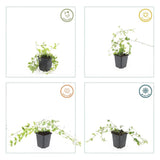 48x Vinca minor 'Aureovariegata' - ↕10-25cm - Ø9cm