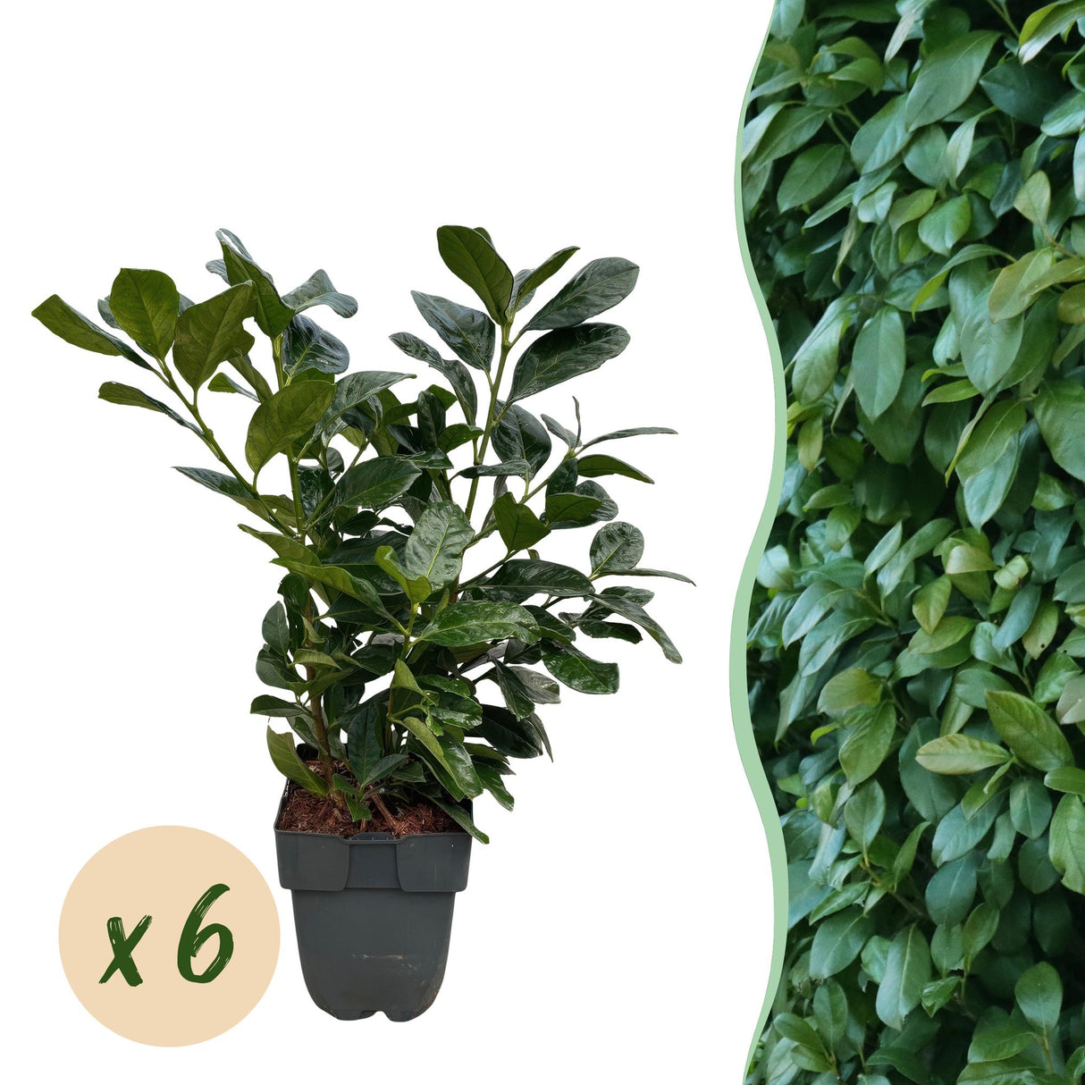 Green boutiQ - Haagplanten - Prunus laurocerasus Etna - blad groen - 6 planten - 1 strekkende meter - groenblijvend - pot 17cm hoogte 50cm