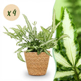 Pteris cretica Albolineata - Lintvaren - Huisdiervriendelijke Plant - Groen - 4 Planten - met Mand - Pot 12cm - Hoogte 20cm