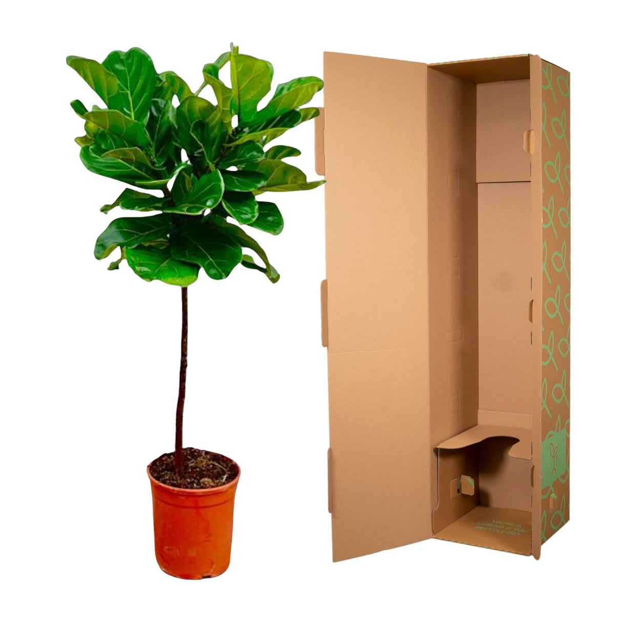 Ficus Lyrata stam - 130 cm - ø24
