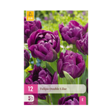Green boutiQ - Bloembollen - Tulp Double Lilac - Kleur Paars - 50 stuks - Bolmaat 11/12 - XXL Pack