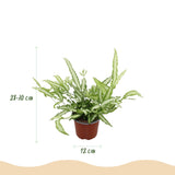 Pteris cretica Albolineata - Lintvaren - Huisdiervriendelijke Plant - Groen - 1 Plant - met Potter Grijs - Pot 12cm - Hoogte 20cm
