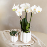 Kolibri Orchids | witte Phalaenopsis orchidee potmaat Ø9cm | Amabilis | bloeiende kamerplant - vers van de kweker