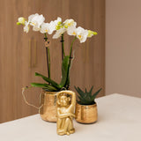 Kolibri Orchids | witte Phalaenopsis orchidee – Amabilis + Luxury sierpot gold – potmaat Ø9cm – 40cm hoog | bloeiende kamerplant in bloempot - vers van de kweker