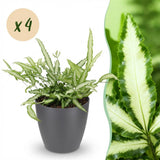 Pteris cretica Albolineata - Lintvaren - Huisdiervriendelijke Plant - Groen - 4 Planten - met Potter Grijs - Pot 12cm - Hoogte 20cm