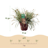 Siergrassen - Carex oshimensis Everest - Wit en Groen - 2 Planten - Bladhoudend - Weinig Onderhoud - Pot 17cm Hoogte 50cm