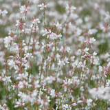 48x Gaura lindheimeri - ↕10-25cm - Ø9cm