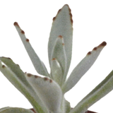 Vetplanten mix 5.5 cm - 10x - zonder pot