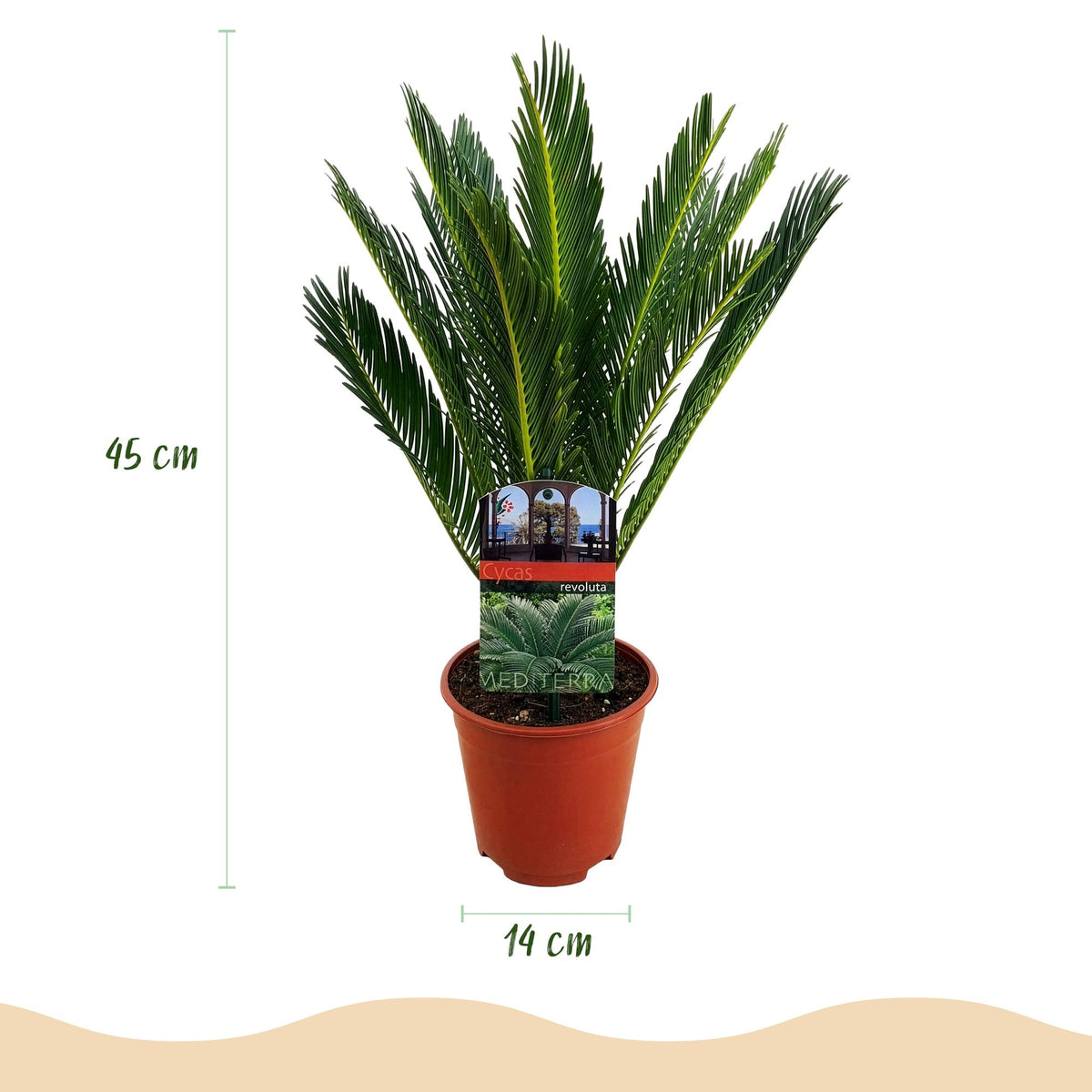 Kamerplant - Cycas revoluta - Palmvaren - Weinig onderhoud - Groen - 2 - Pot 15cm - Hoogte 45-55cm