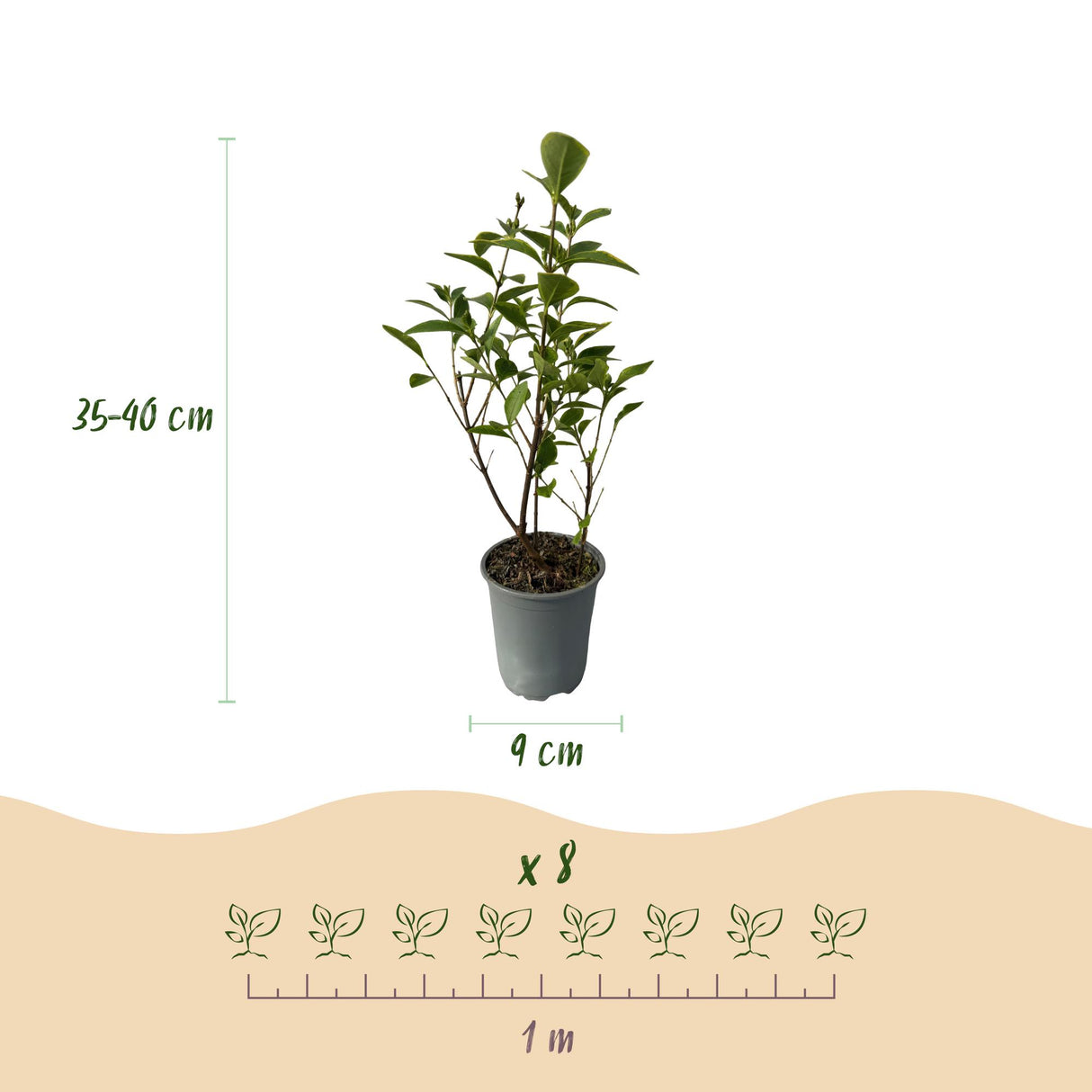 Green boutiQ - Haagplanten - Ligustrum ovalifolium Aureum - blad geel groen - 8 planten - 1 strekkende meter - groenblijvend - pot  9cm hoogte 35-40cm