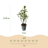 Green boutiQ - Haagplanten - Ligustrum ovalifolium Aureum - blad geel groen - 8 planten - 1 strekkende meter - groenblijvend - pot  9cm hoogte 35-40cm