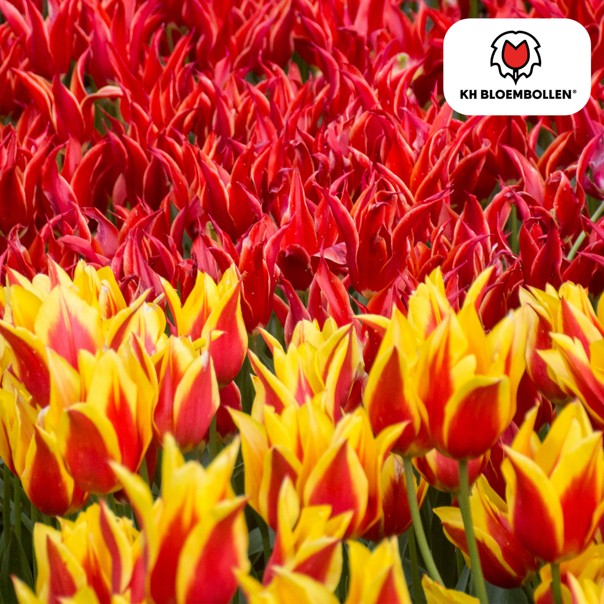 Tulpenbollen Fire Wings – 20 Stuks | KH Bloembollen® | Rood-Geel Gevlamde Tulp – Vurig & Opvallend – Voor Tuin of Pot – Maat 11/12 – Vers van de Teler