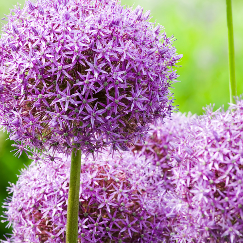 Bulbes d'ail 5 pièces