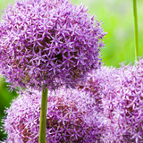 Bulbes d'ail 5 pièces