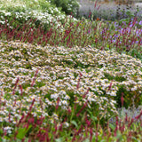 Borderpakket - Schaduw - 24 Vaste planten - 3 m2 - Diversen kleuren - Weinig Onderhoud - Pot 11cm