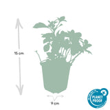 24x Pachysandra term. 'Green Carpet' - ↕10-25cm - Ø9cm