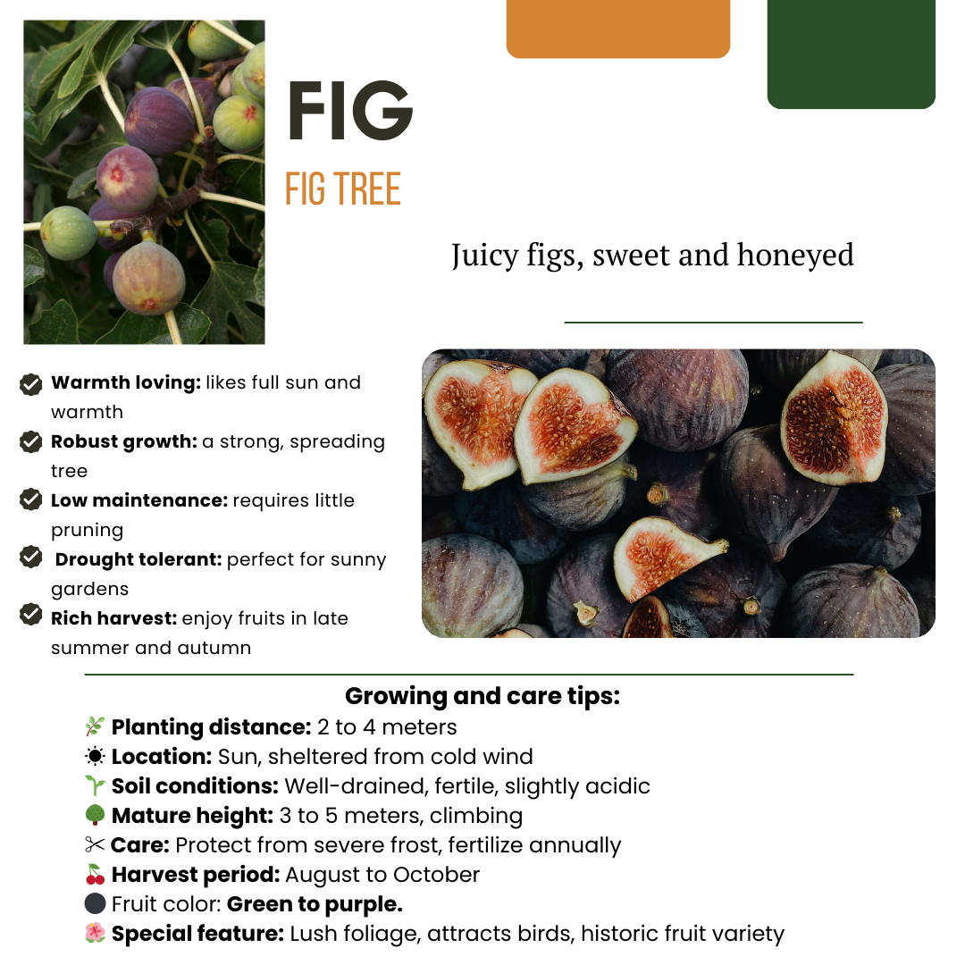 "Zoete oogst trio" BIO Fruitplanten mix set van 3 verschillende soorten