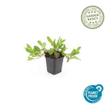 24x Persicaria aff. 'Darjeeling Red' - ↕10-25cm - Ø9cm