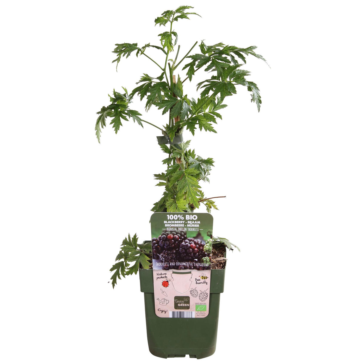 Rubus fruticosus 'Thornless Evergreen' - Dornenlose Brombeere - ↕45cm - Ø13cm